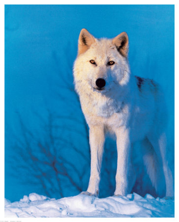 Montana Wolf by De Young Pricing Limited Edition Print image