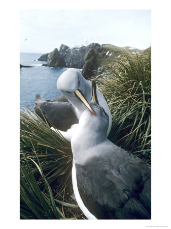 Grey Headed Albatross, Preening, South Georgia by Ben Osborne Pricing Limited Edition Print image