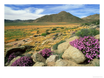 Namaqualand Klipkoppie And Flowers, South Africa by Tim Jackson Pricing Limited Edition Print image