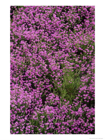 Bell Heather In Flower On Moorland, July by Mark Hamblin Pricing Limited Edition Print image