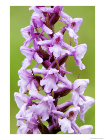 Fragrant Orchid, Flowers Close Up, Uk by David Clapp Pricing Limited Edition Print image