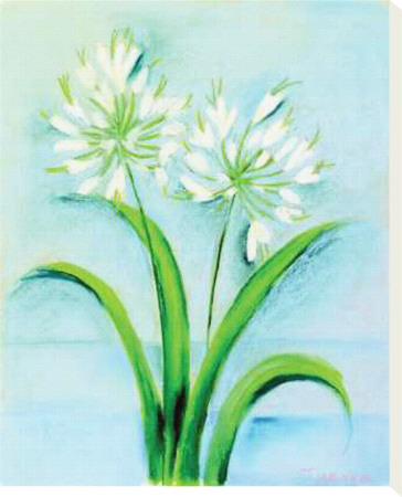 White Agapanthus by Dona Turner Pricing Limited Edition Print image