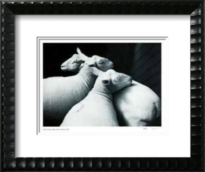 3 Sheared Sheep by André Kertész Pricing Limited Edition Print image