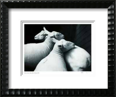 3 Sheared Sheep by Andre Kertesz Pricing Limited Edition Print image