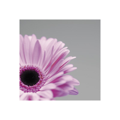 Pink Gerbera by George Doyle Pricing Limited Edition Print image
