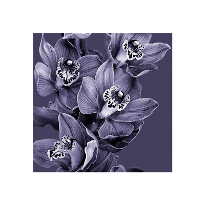 Mauve Orchid Iii by Chris Jones Pricing Limited Edition Print image