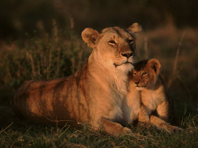 Lioness With Very Young Cub (Panthera Leo) East Africa by Anup Shah Pricing Limited Edition Print image