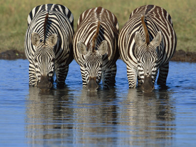 Three Common Zebra Drinking, Masai Mara, Kenya East Africa by Anup Shah Pricing Limited Edition Print image