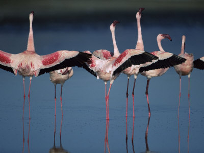 Lesser Flamingos, Performing 'Wing Salute' As Part Of Courtship Display by Anup Shah Pricing Limited Edition Print image