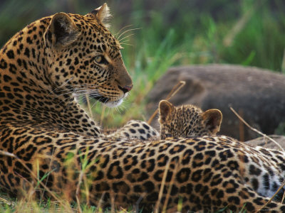 Leopard Suckling Cub, Masai Mara Game Reserve, Kenya by Anup Shah Pricing Limited Edition Print image