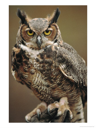 Captive Great Horned Owl by Raymond Gehman Pricing Limited Edition Print image