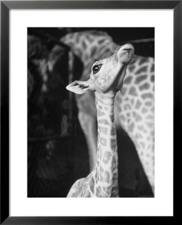 Baby Giraffe Taking A Look Around by Al Fenn Pricing Limited Edition Print image