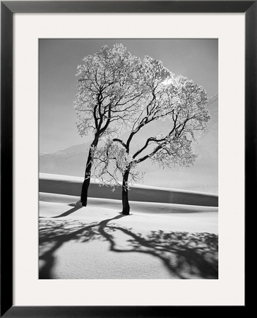 Trees In The Snow by Alfred Eisenstaedt Pricing Limited Edition Print image