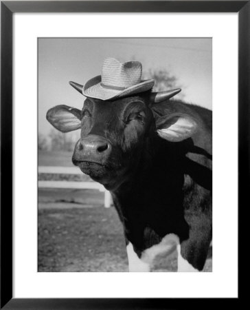 Trained Cow Wearing A Hat by Nina Leen Pricing Limited Edition Print image