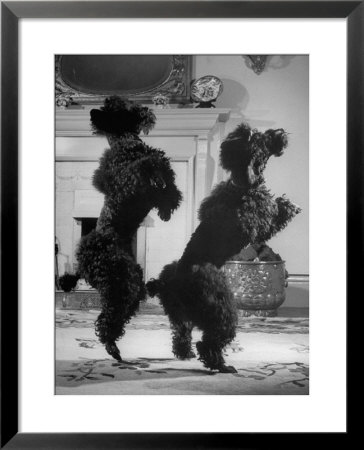 French Poodles Standing On Hind Legs by Mark Kauffman Pricing Limited Edition Print image