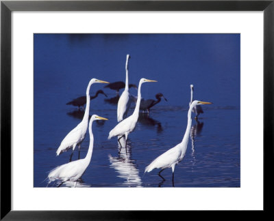 Six Great Egrets Fishing With Tri-Colored Herons, Ding Darling Nwr, Sanibel Island, Florida, Usa by Charles Sleicher Pricing Limited Edition Print image