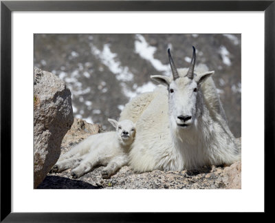Mountain Goat Nanny And Kid, Mount Evans, Colorado, Usa by James Hager Pricing Limited Edition Print image