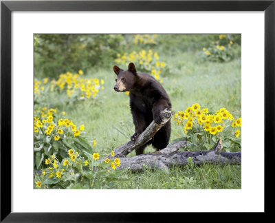 Young Black Bear Among Arrowleaf Balsam Root, Animals Of Montana, Bozeman, Montana, Usa by James Hager Pricing Limited Edition Print image