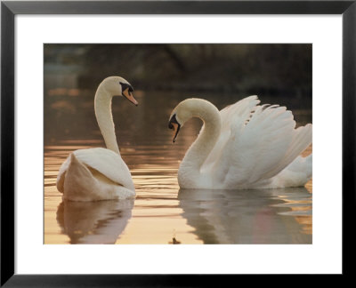 Two Swans On Water by Robert Harding Pricing Limited Edition Print image
