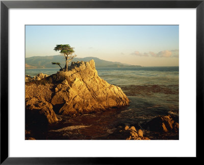 Lone Cypress Tree On Rocky Outcrop At Dusk, Carmel, California, Usa by Howell Michael Pricing Limited Edition Print image