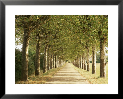 Country Road Near Macon, Burgundy, France by Michael Busselle Pricing Limited Edition Print image