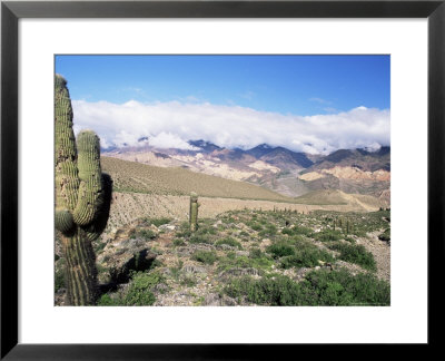 Cardones Growing In The Desert At 3000 Metres, Near Alfarcito, Jujuy, Argentina, South America by Lousie Murray Pricing Limited Edition Print image
