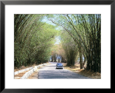 Bamboo Avenue, St. Elizabeth, Jamaica, West Indies, Central America by Sergio Pitamitz Pricing Limited Edition Print image