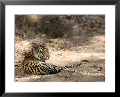 Bengal Tiger, Panthera Tigris Tigris, Bandhavgarh National Park, Madhya Pradesh, India by Thorsten Milse Pricing Limited Edition Print image