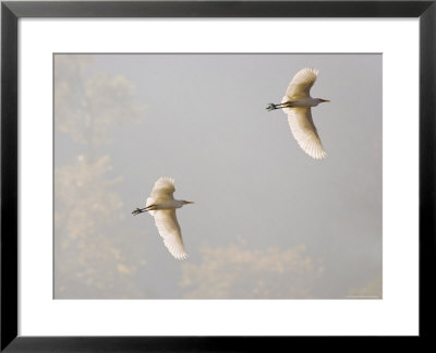 Intermediate Egret (Mesophoyx Intermedia), Flying Over The Bagmati River, Kathmandu, Nepal by Don Smith Pricing Limited Edition Print image