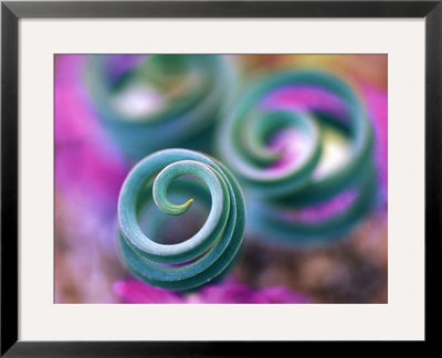 Curled Lily Leaves, Namaqualand, South Africa by Nancy Rotenberg Pricing Limited Edition Print image