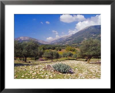 Olive Groves, Cephalonia, Ionian Islands, Greece, Europe by Jonathan Hodson Pricing Limited Edition Print image