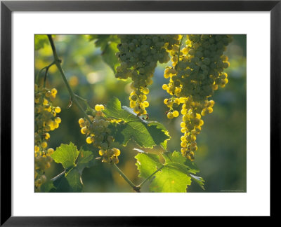 Garganega Grapes, Soave, Veneto, Italy, Europe by Michael Newton Pricing Limited Edition Print image