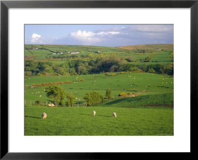 Farming Countryside, County Antrim, Ulster, Northern Ireland, Uk, Europe by Gavin Hellier Pricing Limited Edition Print image