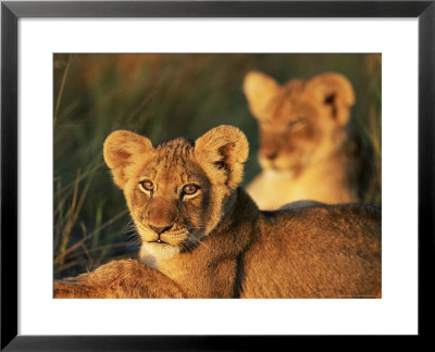 Lion Cubs Approximately 2-3 Months Old, Kruger National Park, South Africa, Africa by Ann & Steve Toon Pricing Limited Edition Print image