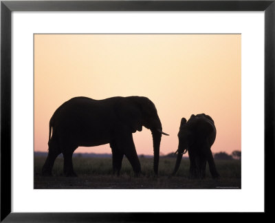 African Elephant, (Loxodonta Africana), Chobe River, Chobe National Park, Botswana by Thorsten Milse Pricing Limited Edition Print image