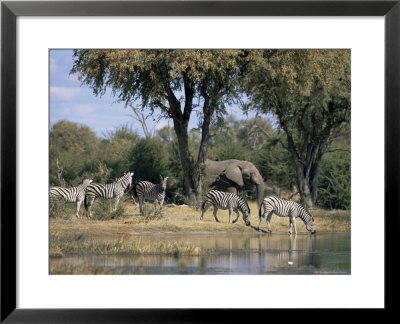 Elephant And Zebras At The Khwai River, Moremi Wildlife Reserve, Botswana, Africa by Thorsten Milse Pricing Limited Edition Print image
