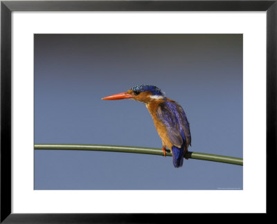 Malachite Kingfisher, On Reed In Kruger National Park, Mpumalanga, South Africa, Africa by Ann & Steve Toon Pricing Limited Edition Print image