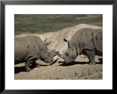 East African Black Rhinoceros (Rhinos) Sparring, San Diego Wild Animal Park, California by James Gritz Pricing Limited Edition Print image