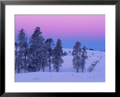 Winter Landscape, Yellowstone National Park, Unesco World Heritage Site, Wyoming, Usa by Colin Brynn Pricing Limited Edition Print image