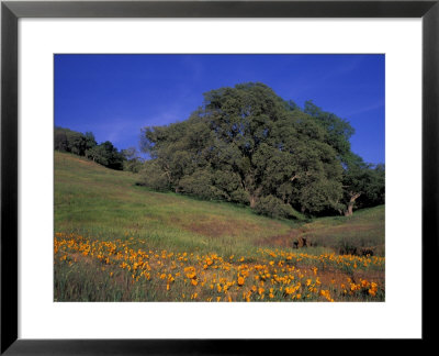 Walnut Creek, Mt. Diablo State Park, California by Inger Hogstrom Pricing Limited Edition Print image