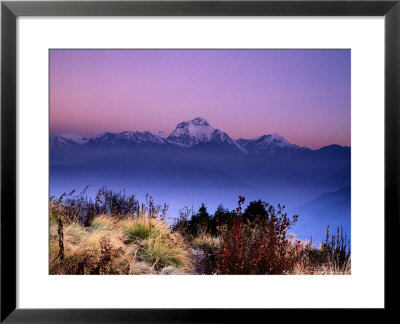 Sunrise Over Mountains With Plants In Foreground, Poon Hill, Gandaki, Nepal by Anthony Plummer Pricing Limited Edition Print image