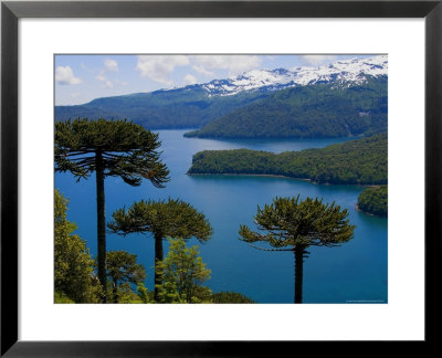 Araucaria Trees Above Lago Conguillio by Bethune Carmichael Pricing Limited Edition Print image