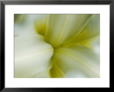 Close View Of Pale Yellow Flower, Groton, Connecticut by Todd Gipstein Pricing Limited Edition Print image