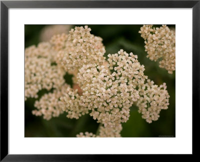 Apricot Yarrow At The Maxwell Arboretum by Joel Sartore Pricing Limited Edition Print image