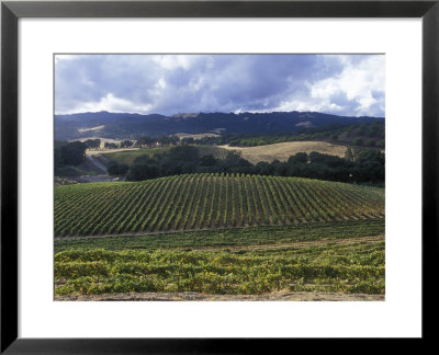 Grape Vines On Opolo Vineyards And Surrounding Oak Woodlands, California by Rich Reid Pricing Limited Edition Print image