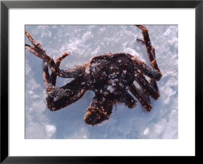Fisherman's Catch Of Crab Lying In Snow And Ice, Alaska by Ira Block Pricing Limited Edition Print image