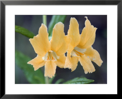 Common Monkey Flower Closeup, California by Rich Reid Pricing Limited Edition Print image