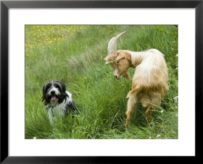 Herd Dog And A Goat Next To Each Other On A Grassy Slope, France by Stephen Sharnoff Pricing Limited Edition Print image