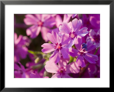 Creeping Flox Along A Road Near Sneedville, Tn by Joel Sartore Pricing Limited Edition Print image