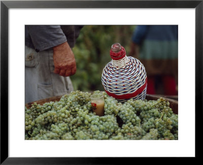 Grape Harvest At The Frantisek Karbula Family Vineyard by James L. Stanfield Pricing Limited Edition Print image